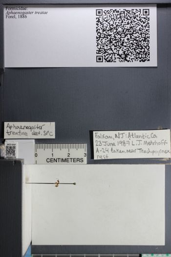 Media type: image;   Entomology 586578